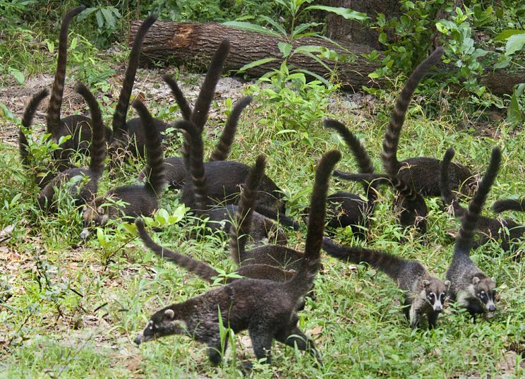 Coati Mundi