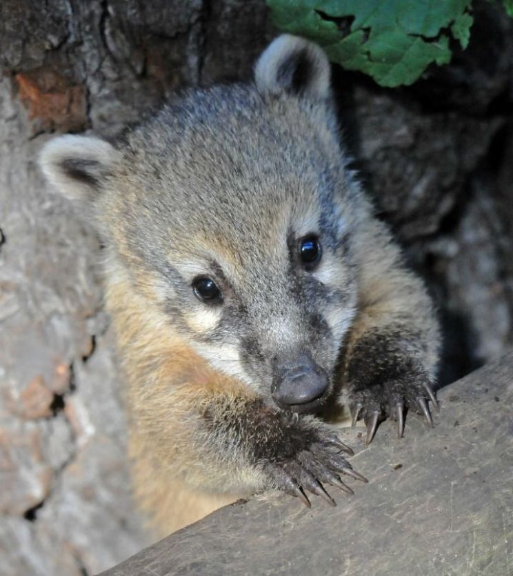 Coati Mundi