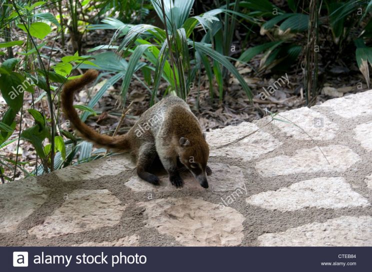 Coati Mundi