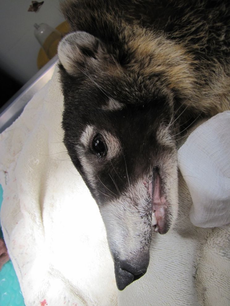 Coati Mundi