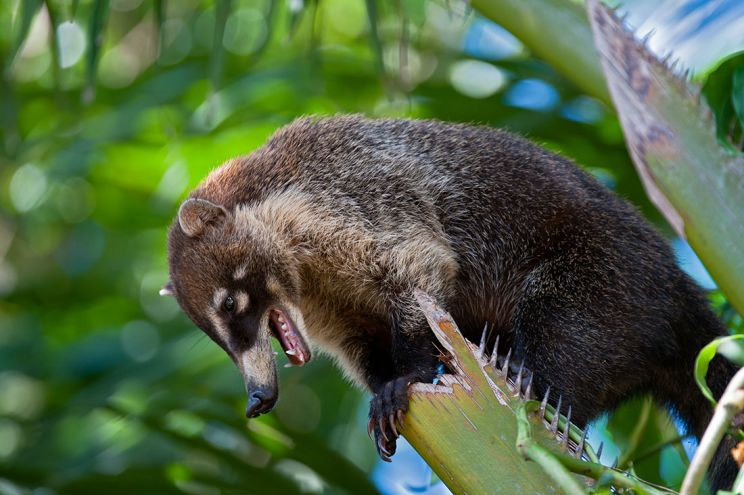 Coati Mundi