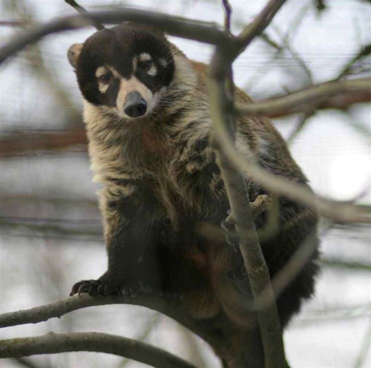 Coati Mundi