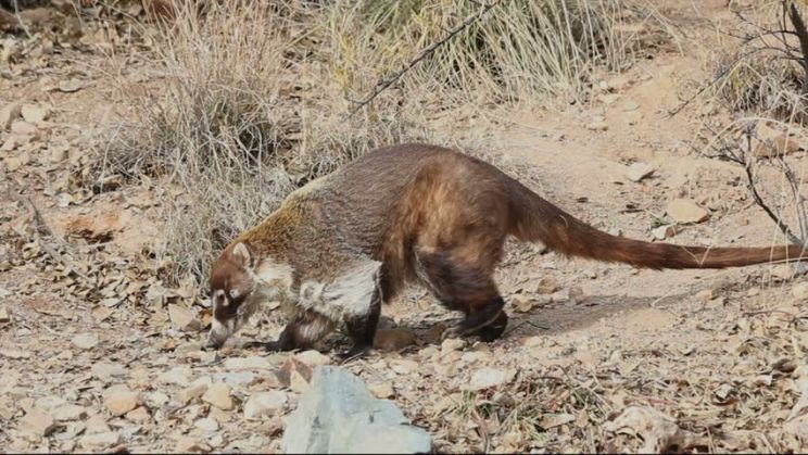 Coati Mundi