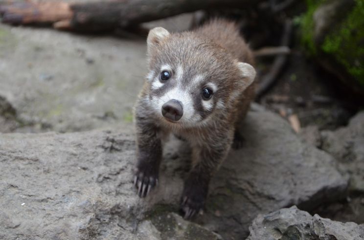 Coati Mundi