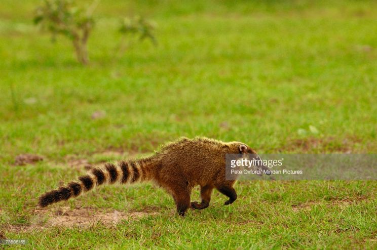 Coati Mundi