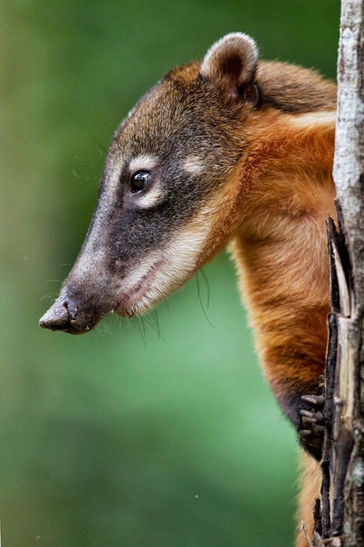 Coati Mundi