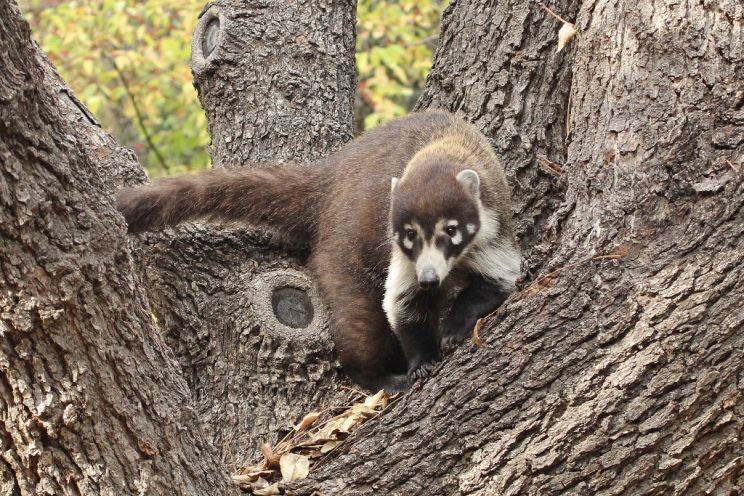 Coati Mundi