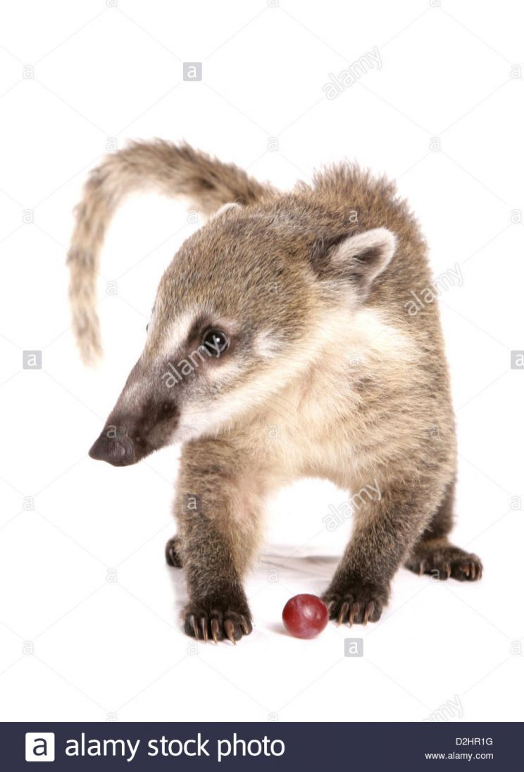 Coati Mundi