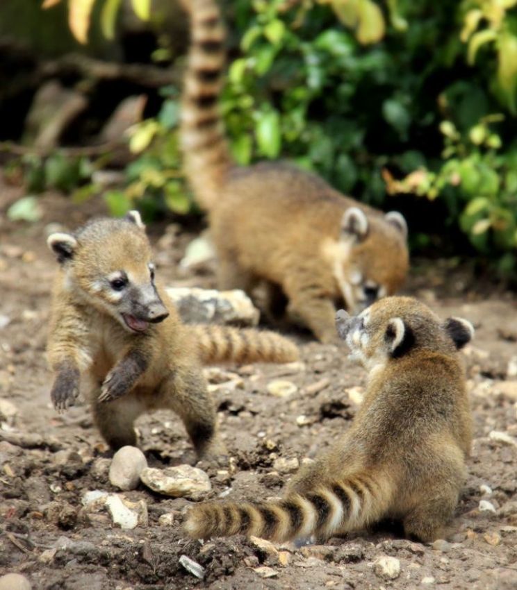 Coati Mundi