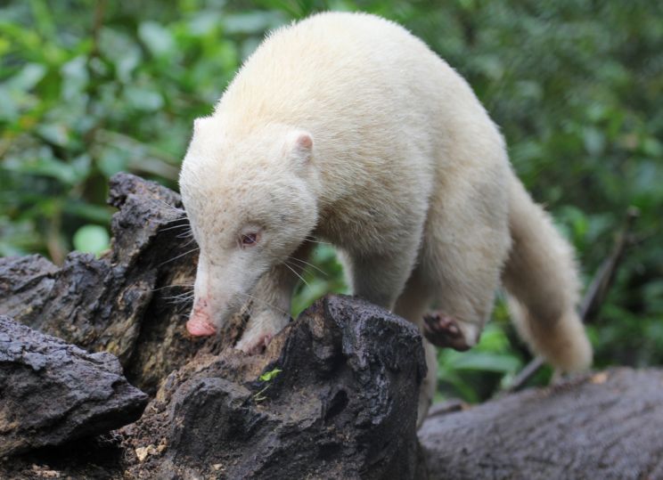 Coati Mundi