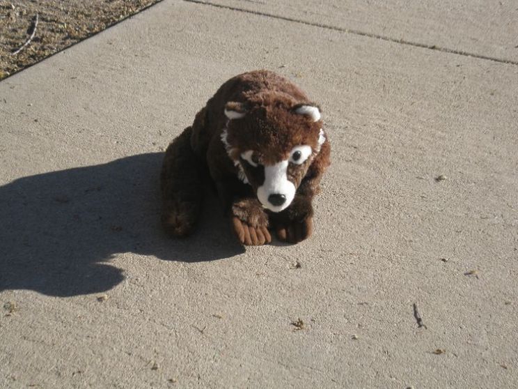 Coati Mundi