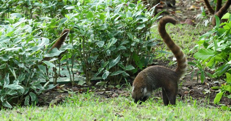 Coati Mundi