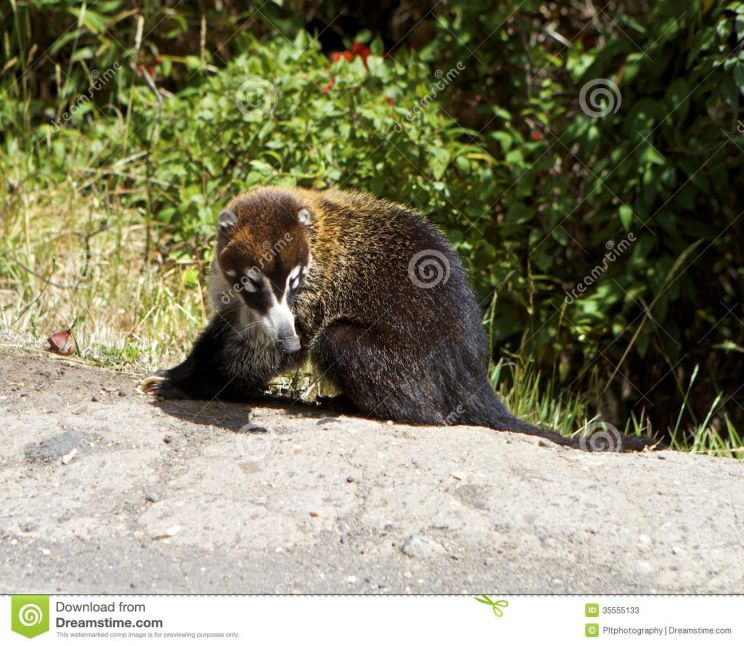 Coati Mundi