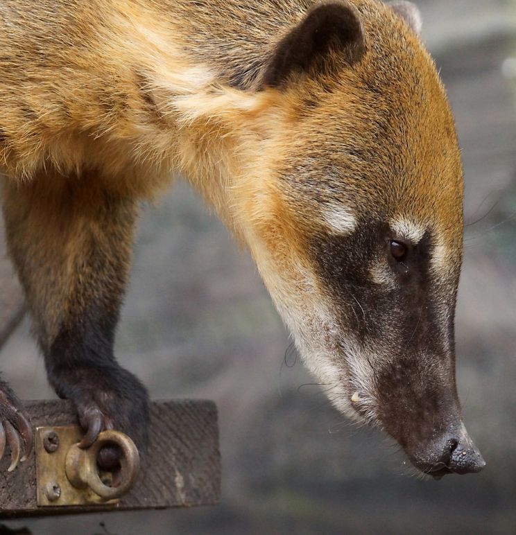 Coati Mundi
