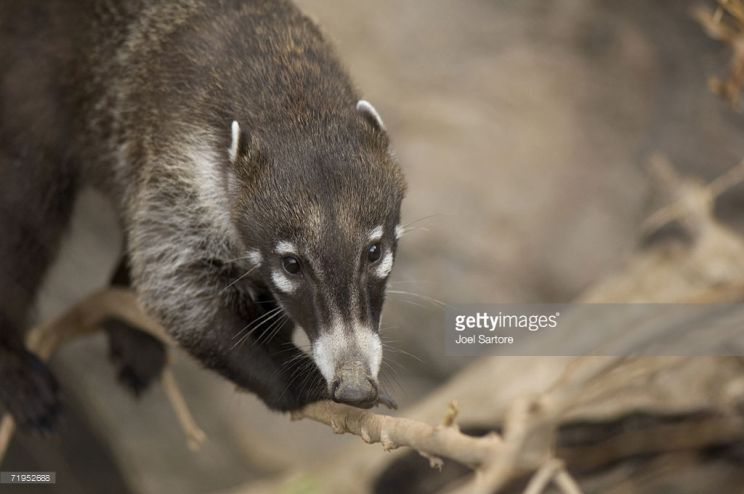 Coati Mundi