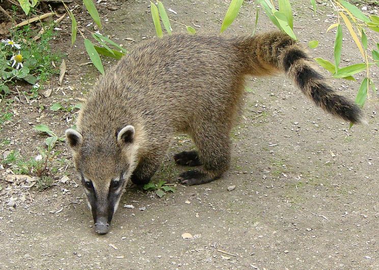 Coati Mundi