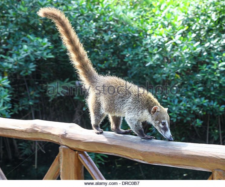Coati Mundi