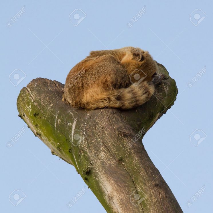 Coati Mundi