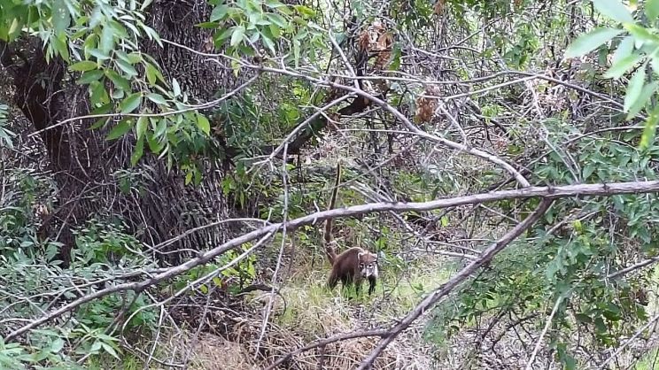 Coati Mundi