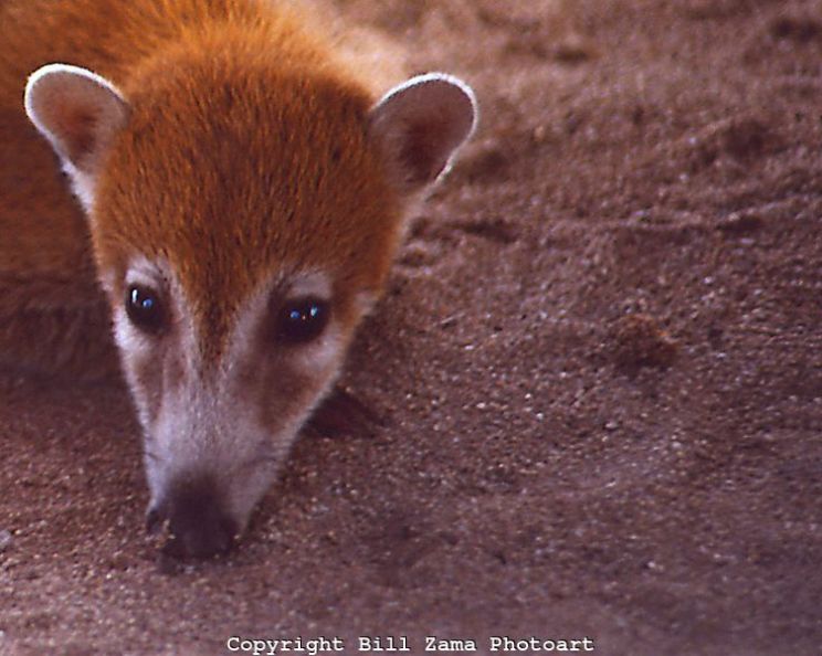 Coati Mundi