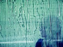 Corrina Repp photo