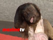 Crystal the Monkey