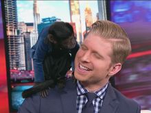 Crystal the Monkey