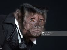 Crystal the Monkey