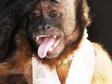 Crystal the Monkey