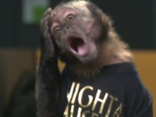 Crystal the Monkey