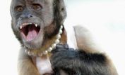 Crystal the Monkey