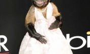 Crystal the Monkey