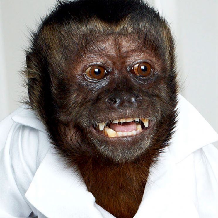 Crystal the Monkey