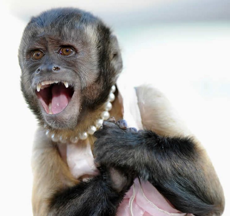 Crystal the Monkey