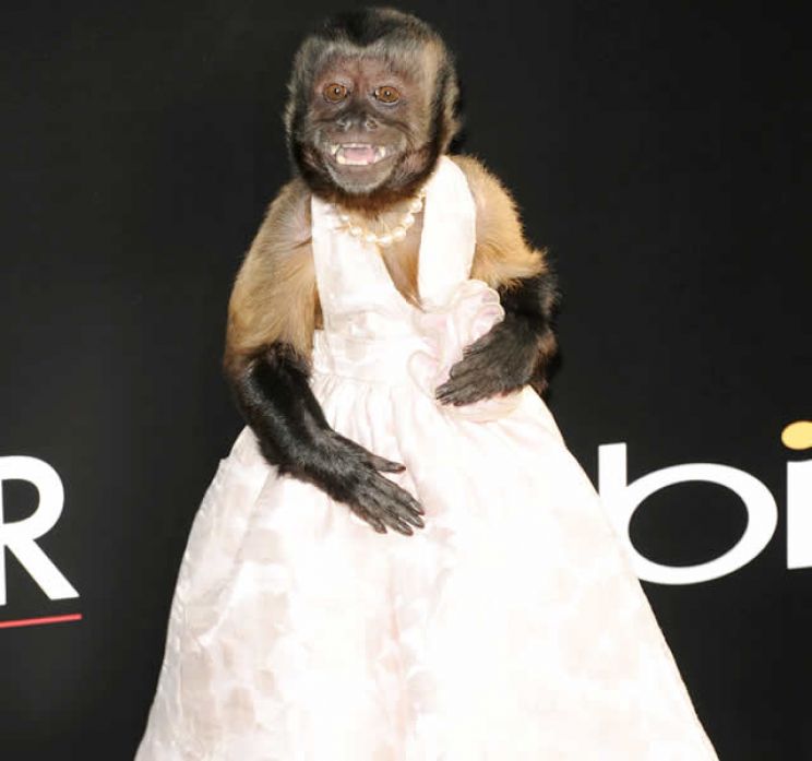 Crystal the Monkey