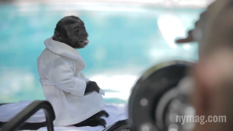 Crystal the Monkey