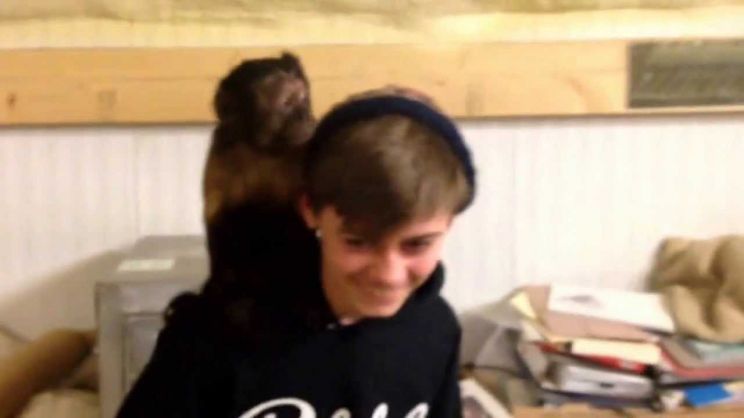 Crystal the Monkey