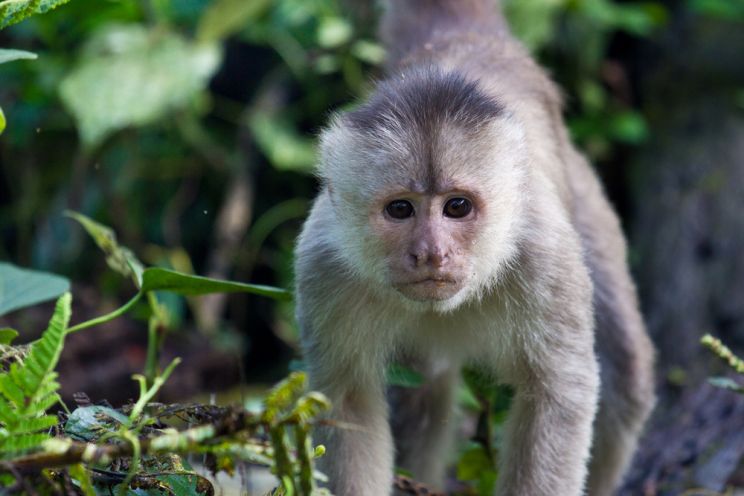 Crystal the Monkey