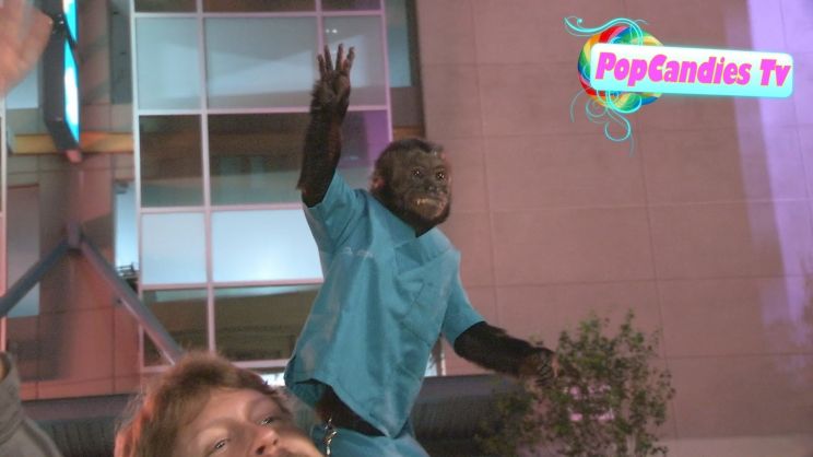 Crystal the Monkey