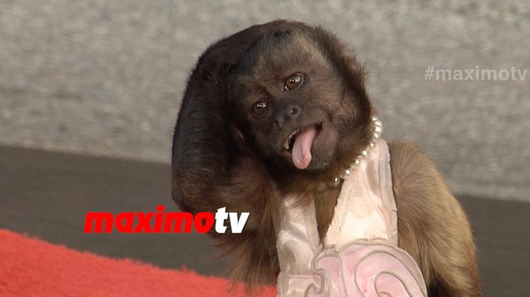 Crystal the Monkey
