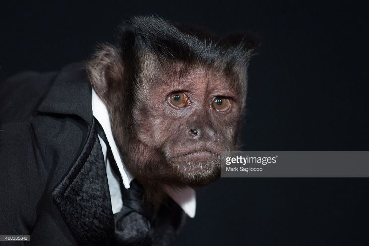 Crystal the Monkey