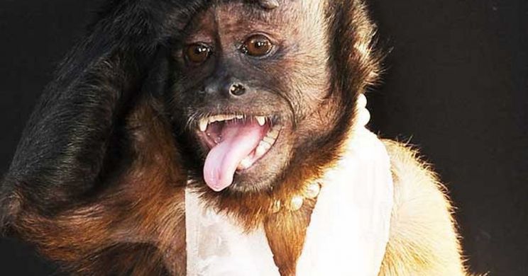 Crystal the Monkey