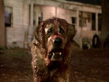 Cujo