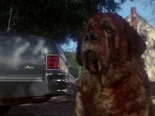 Cujo