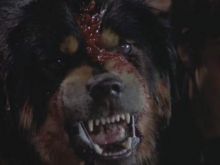 Cujo