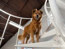 Cujo