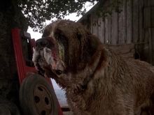 Cujo