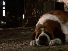Cujo