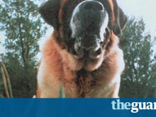 Cujo