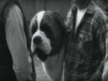 Cujo